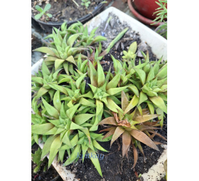 Хавортія haworthia Marumiana batasiana